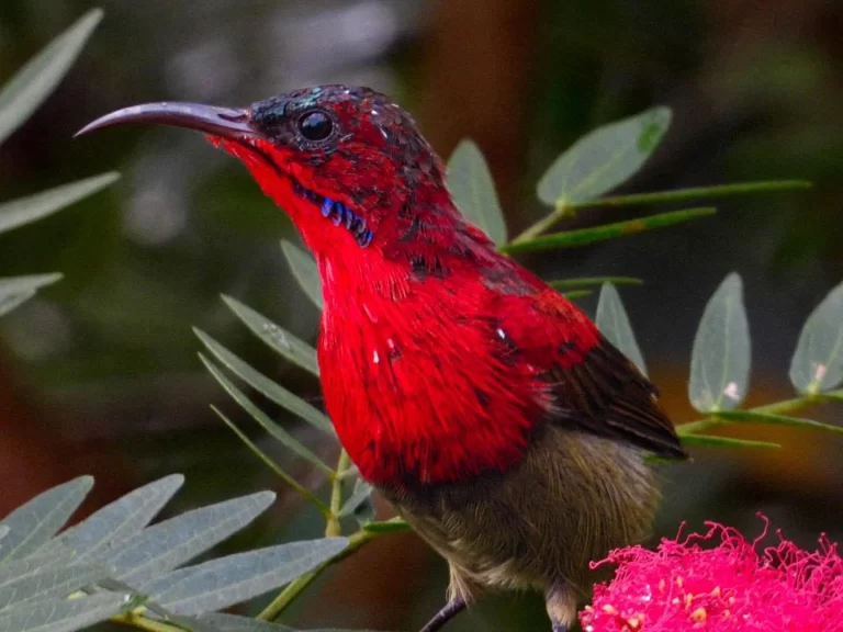 Crimson-sunbird