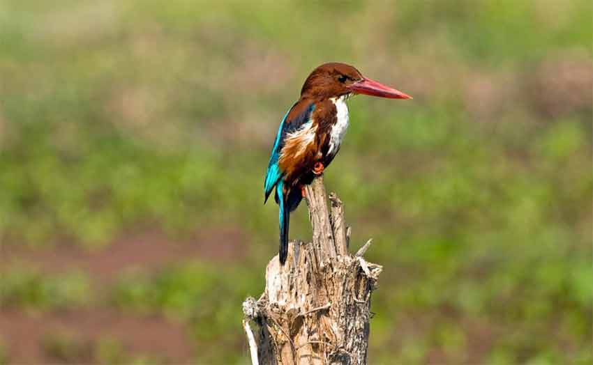 bird_watching