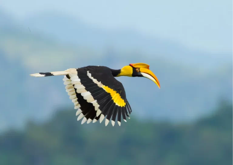 cbird