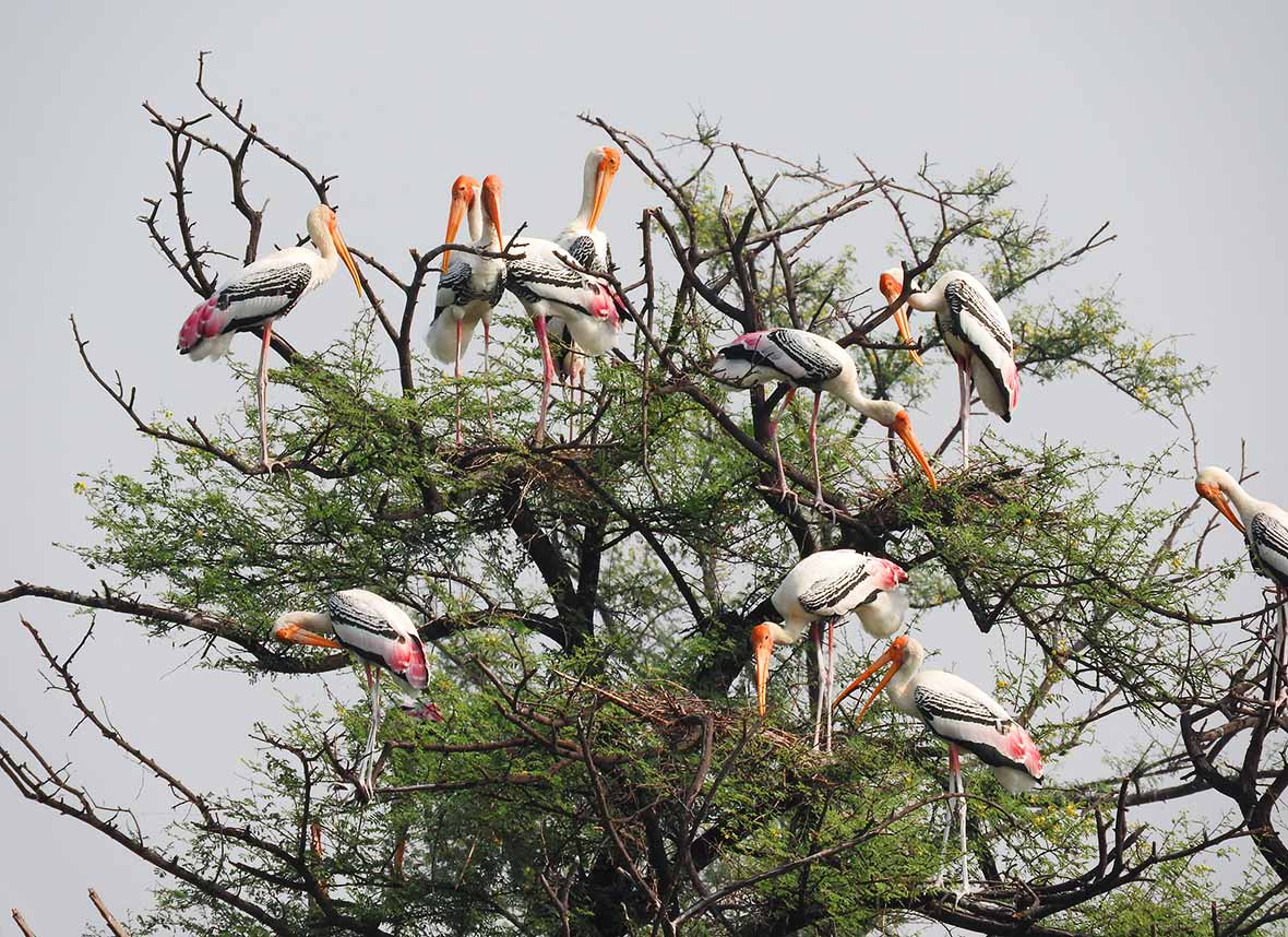 keoladeo-national-park-storks