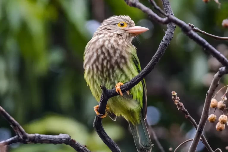 north-india-birding-tour5