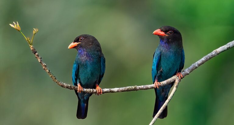 thattekad-bird-sanctuary-kochi-kerala-attr-about
